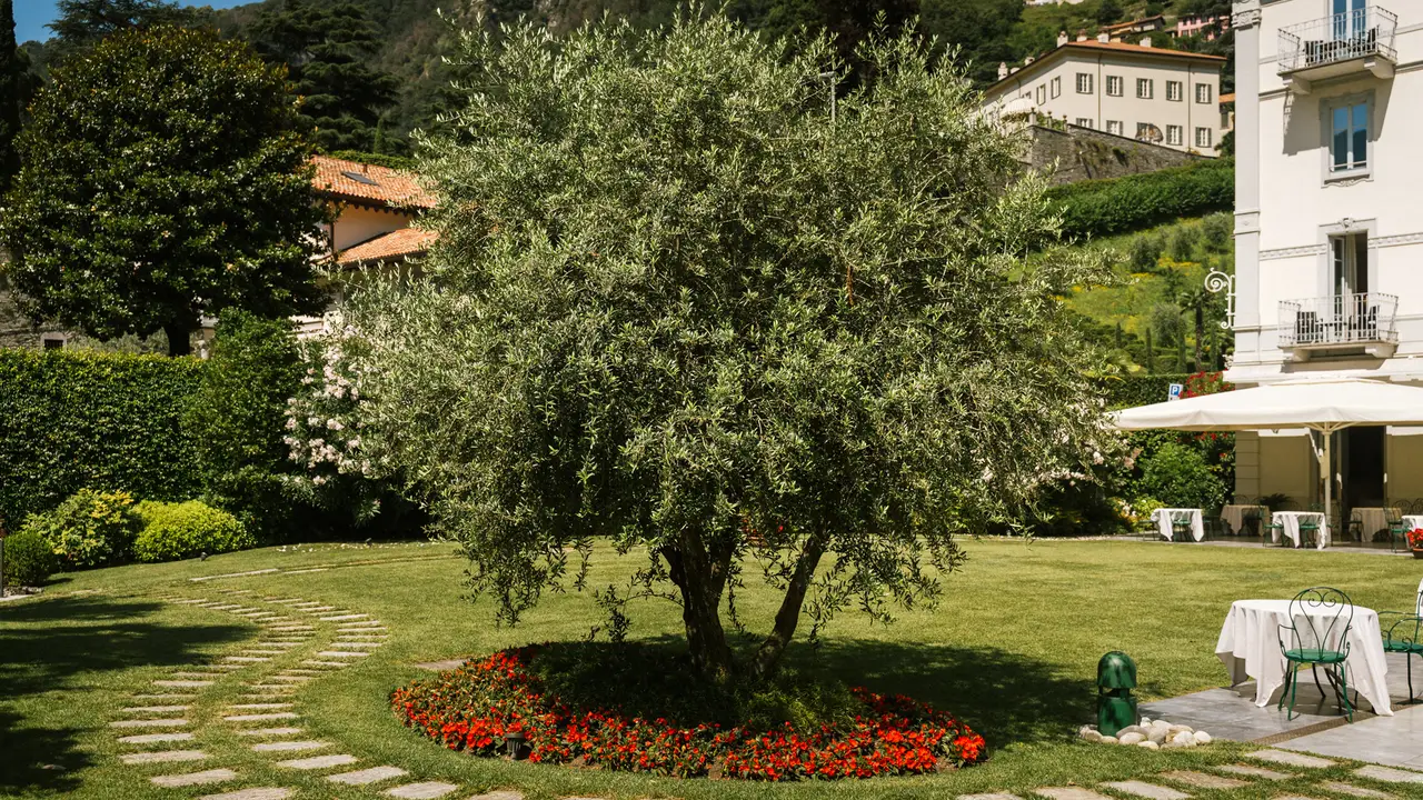 Dehor del Ristorante - Ristorante Ulivo, Moltrasio, Provincia di Como