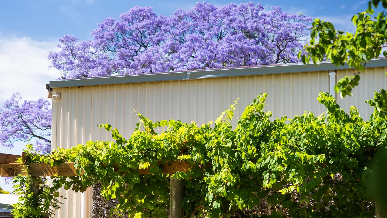 Wine bar and café set on a historic vineyard - The Naked Fox Wine Bar & Café, Henley Brook, AU-WA