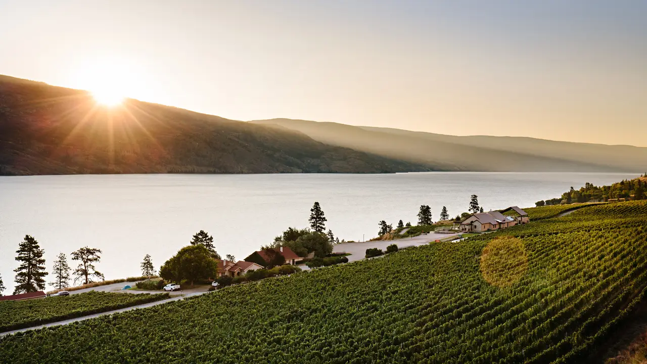 Fitzpatrick Family Vineyards at Greata Ranch - Fitzpatrick Family Vineyards, Peachland, BC