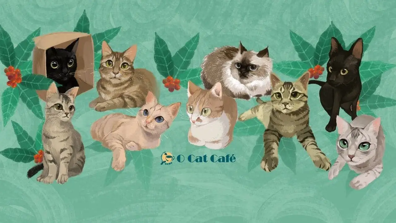 O CAT CAFÈ, Taipei City, TPE