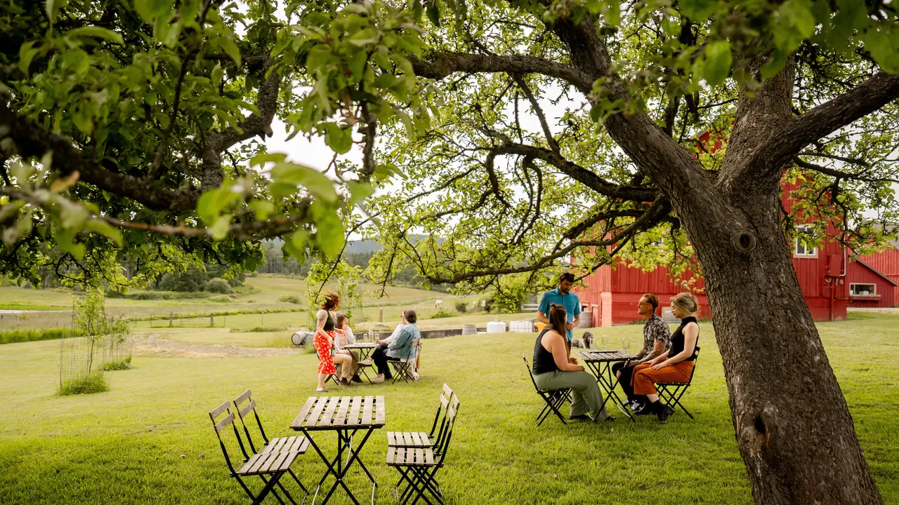 Wine tasting under the heritage apple trees - Madrone Cellars, Friday Harbor, WA