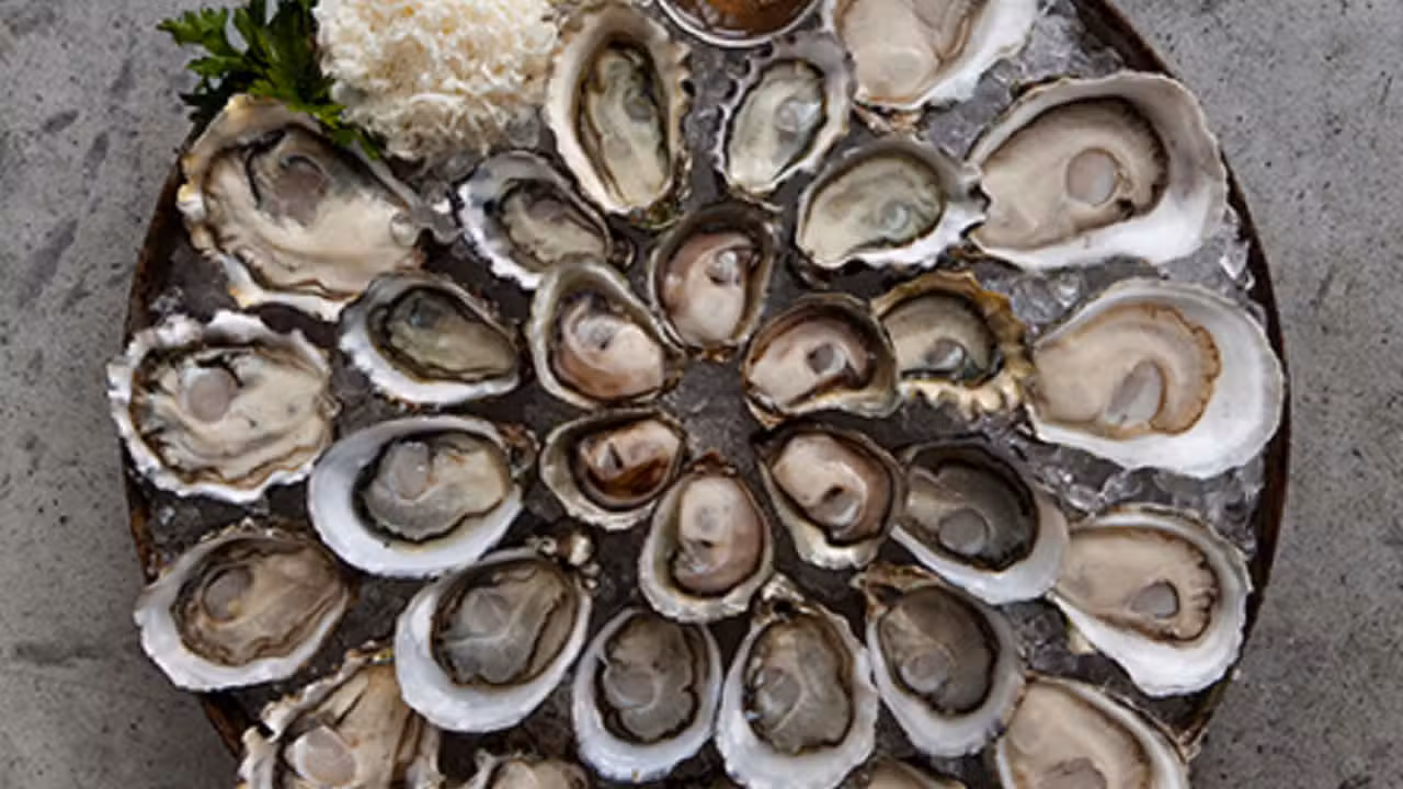 Food - Taylor Shellfish Oyster Bar - Queen Anne, Seattle, WA