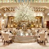 Cover image for The Palm Court
