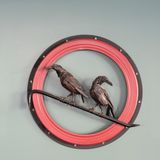 Cover image for The Blackbird