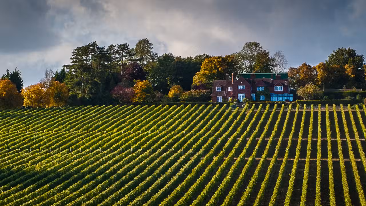 Dine in the Vines at Hambledon Vineyard, Waterlooville, Hampshire