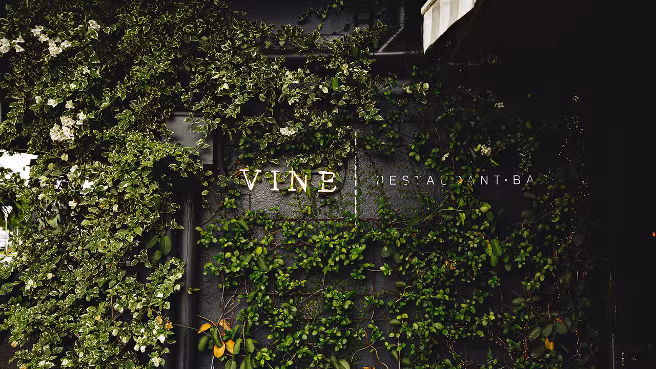 Vine Restaurant Bar - Vine Restaurant Bar, Brisbane, QLD