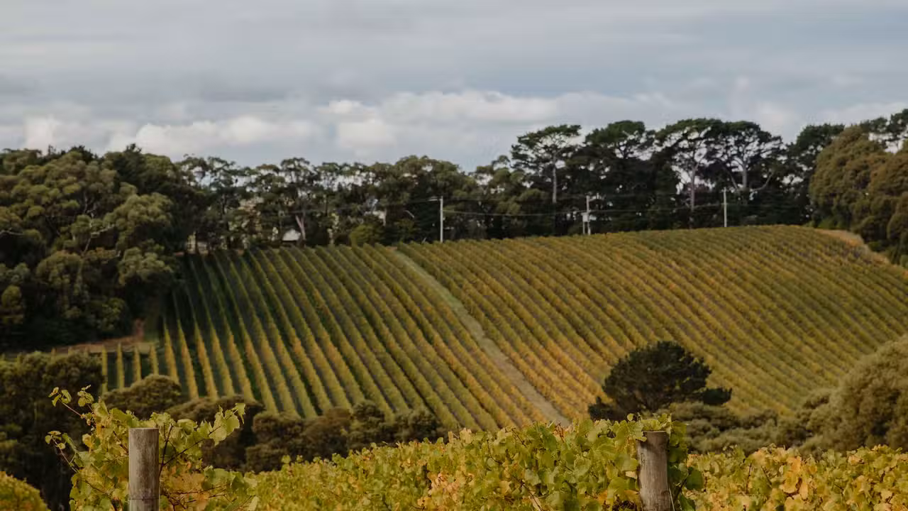 T'Gallant Vineyard, Main Ridge, AU-VIC