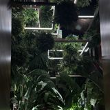 Cover image for SAGO