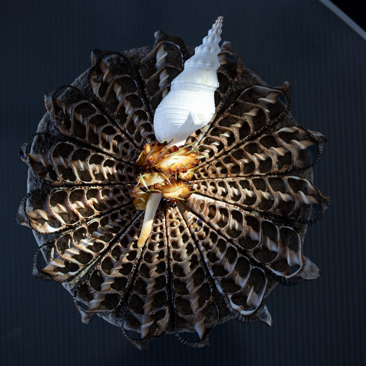 Vespertine