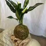 Kokadama Plant Class Photo
