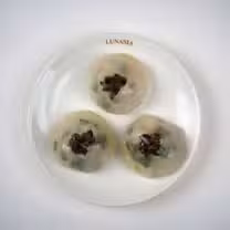 A photo of Lunasia Dim Sum House - Alhambra restaurant