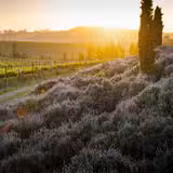 1,000 Miles of Pinot Noir featuring WALT Photo