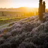 1,000 Miles of Pinot Noir featuring WALT Photo