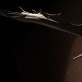 Cover image for The Ledbury