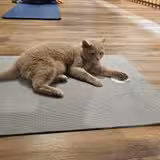 Yoga und Brunch foto