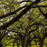 Music Under The Oaks! Photo