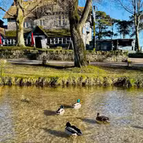 A photo of Springhead restaurant