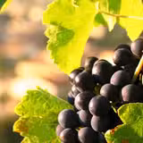 Taste of Rhône Valley Wine Dinner with Doug Krenik Photo