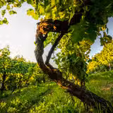 Italian Island Wine Dinner Photo