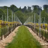 Wine Dinner with Simpsons Estate foto