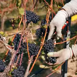 Red Tail Ridge Wine Dinner photo