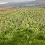 Tarlant Champagne Dinner photo